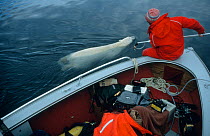 Doug Allan filming swimming  polar bear (Ursus maritimus) from boat  in the Canadian Arctic. On location for BBC programme 'Polar Bear Special', May 1996.