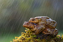 Common european toad (Bufo Bufo) pair in amplexus traveling back to breeding pond, in rain. Lorraine, France, April