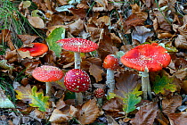 Fly Agaric (Amanita muscaria) growing in woodland. Lorraine, France, October