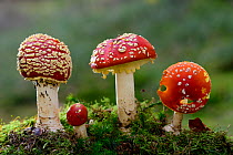 Fly Agaric (Amanita muscaria) toadstools growing on moss. Lorraine, France, October