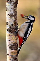 Great spotted woodpecker (Dendrocopos major) on birch tree in winter, carrying a hazelnut in beak, Lorraine, France, March