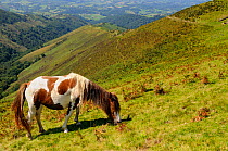 Pottok pony (Equus caballus) grazing, Pyrenees mountains, France, August.