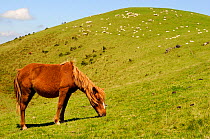 Pottok pony (Equus caballus) grazing with sheep, Pyrenees mountains, France, August.