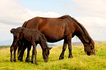 Pottok pony (Equus caballus) mare and foal Grazing, Pyrenees mountains, France, August.