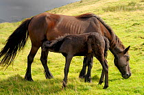 Pottock pony (Equus caballus) foal suckling from mare, Pyrenees mountains, France, August.