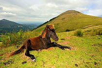 Pottok pony (Equus caballus), foal resting, Pyrenees mountains, France, August.