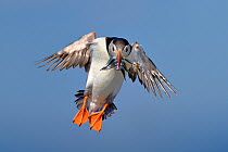 Puffin (Fratercula arctica) in flight, landing, carrying sandeels in beak, Farne Islands, Northumberland, England, UK, July