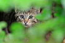 European wild cat (Felis silvestris) kitten portrait, Bavarian Forest National Park, Germany, captive.
