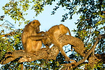 Chacma baboons (Papio ursinus) grooming, Chobe National Park, Botswana