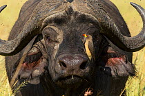 African buffalo (Syncerus caffer) male with a Yellow-billed oxpecker (Buphagus Africanus) cleaning him, Masai-Mara Game Reserve, Kenya