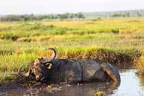 African buffalo (Syncerus caffer) male taking a mud bath, Masai-Mara Game Reserve, Kenya