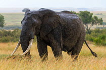 Elephant (Loxodonta Africana) male in rain, Masai-Mara Game Reserve, Kenya