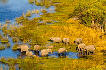 RF- Elephant (Loxodonta Africana) herd in wetlands, aerial view, Okavango delta, Botswana (This image may be licensed either as rights managed or royalty free.)