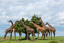 Masai giraffe (Giraffa camelopardalis tippelskirchi) group feeding, Masai-Mara Game Reserve, Kenya