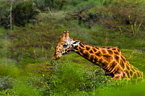 Rothschild's giraffe (Giraffa camelopardalis rothschildi) feeding, Nakuru National Park, Kenya