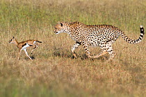Cheetah (Acinonyx jubatus) juvenile hunting a baby Thomson's gazelle (Eudorcas thomsonii) Masai-Mara Game Reserve, Kenya