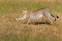 Cheetah (Acinonyx jubatus) juvenile hunting a baby Thomson's gazelle (Eudorcas thomsonii) Masai-Mara Game Reserve, Kenya