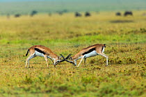 Thomson's gazelle (Gazella thomsoni) males fighting, Masai-Mara Game Reserve, Kenya