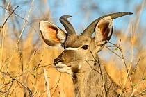 Greater kudu (Tragelaphus strepsiceros) male, Chobe National Park, Savuti area, Botswana