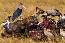 Spotted hyena (Crocuta crocuta) feeding on carcass surrounded by White-backed vultures (Gyps Africanus) and Marabou storks (Leptoptilos crumeniferus) Masai-Mara Game Reserve, Kenya