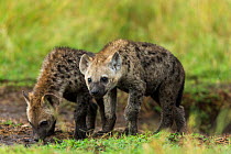 Spotted hyena (Crocuta crocuta) cubs at den, Masai-Mara Game Reserve, Kenya