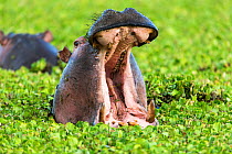 Hippopotamus (Hippopotamus amphibius) male yawning in Water lettuces (Pistia stratiotes) Masai-Mara Game Reserve, Kenya