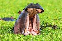 Hippopotamus (Hippopotamus amphibius) male yawning in Water lettuces (Pistia stratiotes) Masai-Mara Game Reserve, Kenya