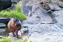 Hippopotamus (Hippopotamus amphibius) in Talek river, Masai-Mara Game Reserve, Kenya