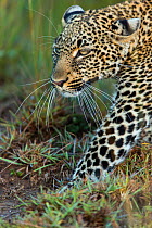Leopard (Panthera pardus) looking for prey, Masai-Mara Game Reserve, Kenya