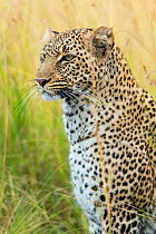 Leopard (Panthera pardus) resting, Masai-Mara Game Reserve, Kenya