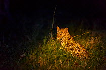Leopard (Panthera pardus) at night, Masai-Mara Game Reserve, Kenya