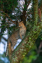 Leopard (Panthera pardus) climbing a tree, Masai-Mara Game Reserve, Kenya