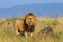 Lion (Panthera leo) male showing flehmen response. Masai-Mara Game Reserve, Kenya