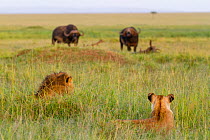 Lion (Panthera leo) male and female watching male buffalos (Syncerus caffer) Masai-Mara Game Reserve, Kenya