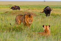 Lion (Panthera leo) male and female walking away from Cape buffalos (Syncerus caffer) Masai-Mara Game Reserve, Kenya