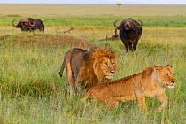 Lion (Panthera leo) male and female walking away from Cape buffalos (Syncerus caffer) Masai-Mara Game Reserve, Kenya