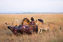 Lions (Panthera leo) feeding on a dead hippo, Masai-Mara Game Reserve, Kenya