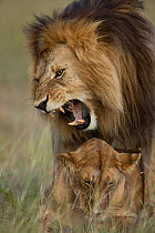Lions (Panthera leo) mating, Masai-Mara Game Reserve, Kenya