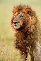 Lion (Panthera leo) male with bloody mane and flies, Masai-Mara Game Reserve, Kenya