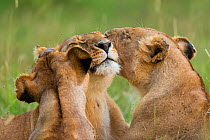 Lionesses (Panthera leo) nuzzling up to one another, Masai-Mara Game Reserve, Kenya