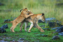 Lion (Panthera leo) cubs playing, Masai-Mara Game Reserve, Kenya