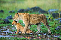 Lion (Panthera leo) cub with lioness, Masai-Mara Game Reserve, Kenya