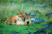 Lioness (Panthera leo) and cub, Masai-Mara Game Reserve, Kenya