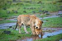 Lion (Panthera leo) cub playing with mother, Masai-Mara Game Reserve, Kenya