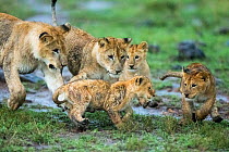 Lion (Panthera leo) cubs playing, Masai-Mara Game Reserve, Kenya