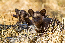 African wild dogs (Lycaon pictus) cub at den, Khwai river Game Reserve, Botswana