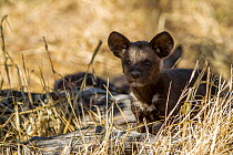 African wild dogs (Lycaon pictus) cub at den, Khwai river Game Reserve, Botswana