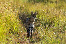 Serval cat (Leptairulus serval) Masai-Mara Game Reserve, Kenya