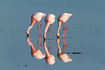 Lesser flamingos (Phoeniconaias minor) feeding, Lake Nakuru, Kenya