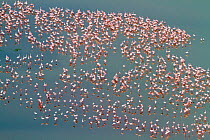 Lesser flamingo (Phoeniconaias minor) aerial view of flock, Nakuru National Park, Kenya